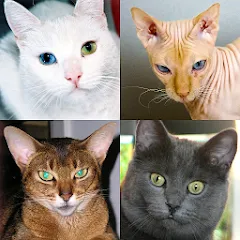 Скачать взломанную Cats Quiz Guess Popular Breeds  [МОД Unlimited Money] - последняя версия apk на Андроид