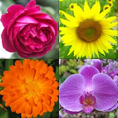 Взломанная Flowers Quiz - Identify Plants  [МОД Меню] - полная версия apk на Андроид