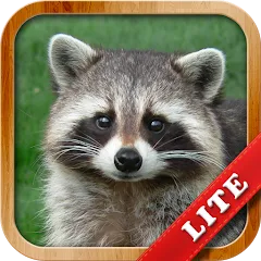 Скачать взломанную Animals for Kids  [МОД Много денег] - полная версия apk на Андроид